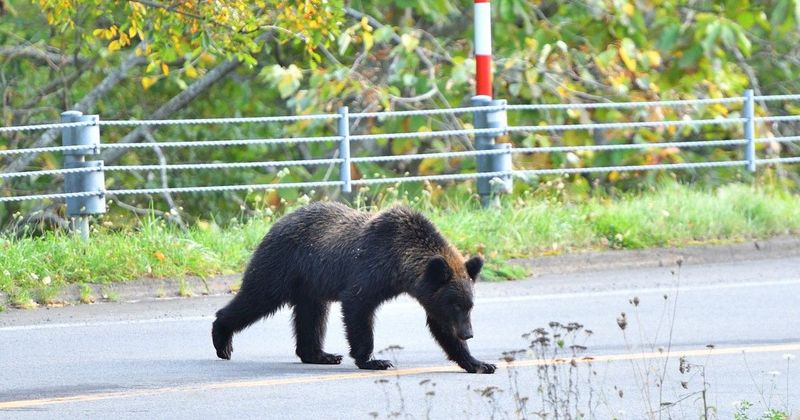 Medveveszély Mogyoródon: Mit tegyünk, ha szembejön a vadállat?