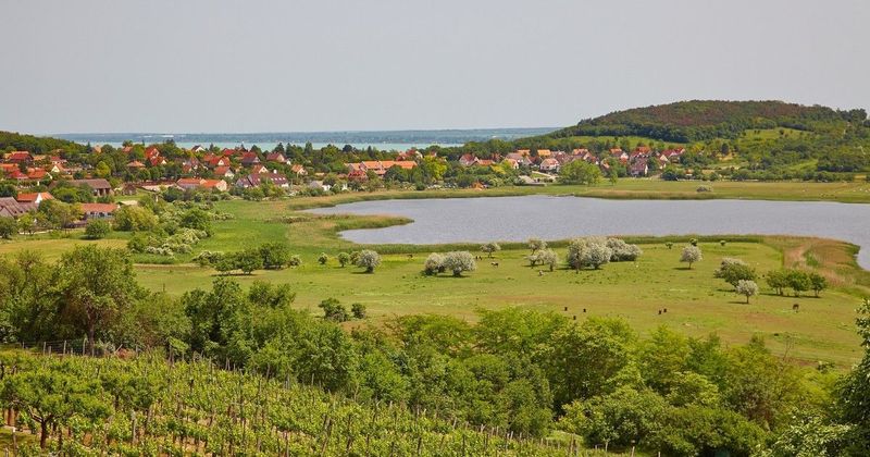 Veszélyhelyzet a tihanyi Belső-tónál, a látogatókra is hatással lehet a halpusztulás