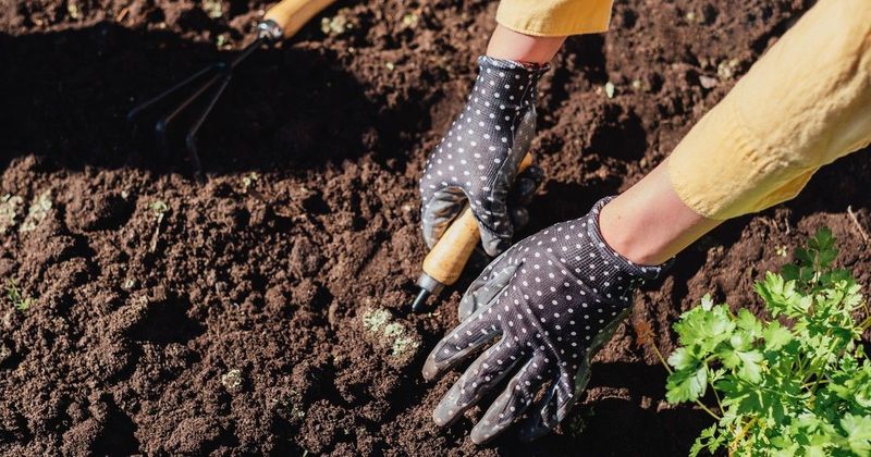 Ezeket a növényeket egymás mellé ültetve meglepő eredmény vár a kertben