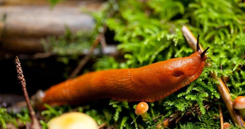 Meztelencsigák elleni harc otthon: műanyag palackkal egyszerűbb, mint hinnéd