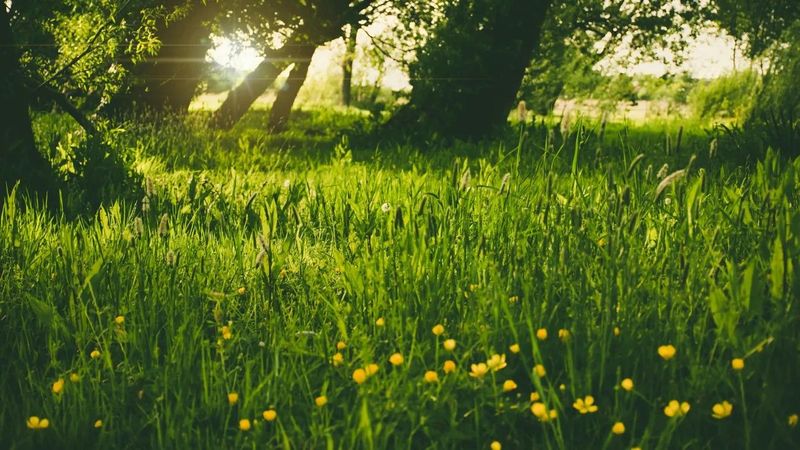 Tavaszi csoda: Március beköszöntött, napsütés és meleg vár ránk!