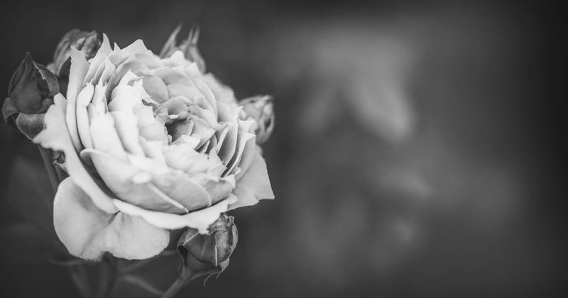 A zenevilág gyászol: Christopher North tragikus visszatérése a halál árnyékából