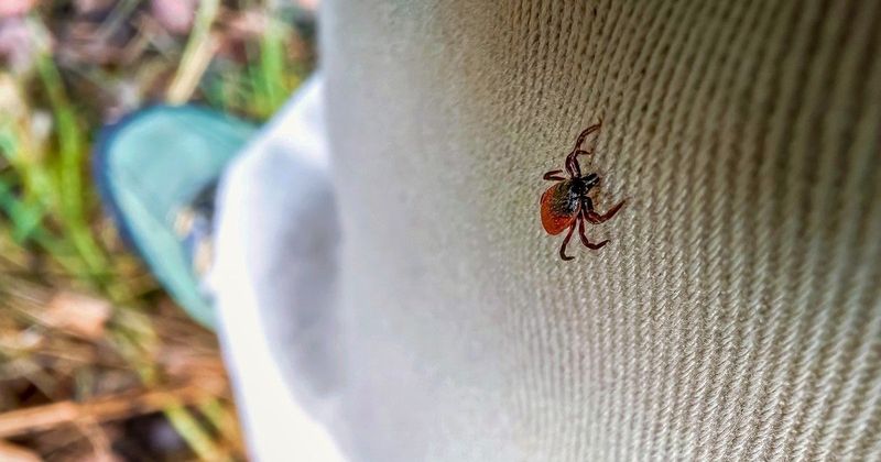 Meglepő, mire használható a szódabikarbóna: kullancsok, tiszta fazekak és ragyogó körmök egy lépésben