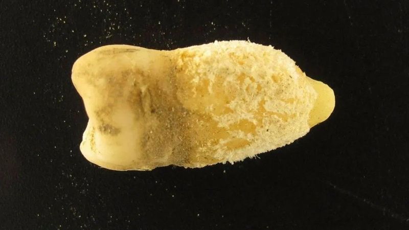 Egy ősi múmia lelet új kérdéseket vet fel a skarlát eredetéről, átírhatja a múltat