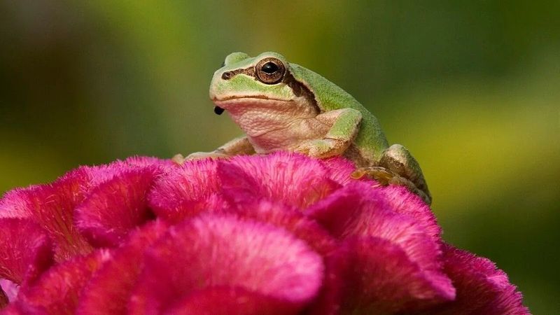 Új áttörés a rák elleni harcban, egy baktérium lehet a kulcs a gyógyuláshoz