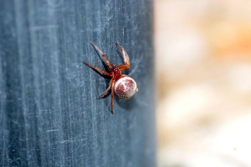 Veszélyes pókcsípés rémálma: Chris Keegan drámai kórházi küzdelme