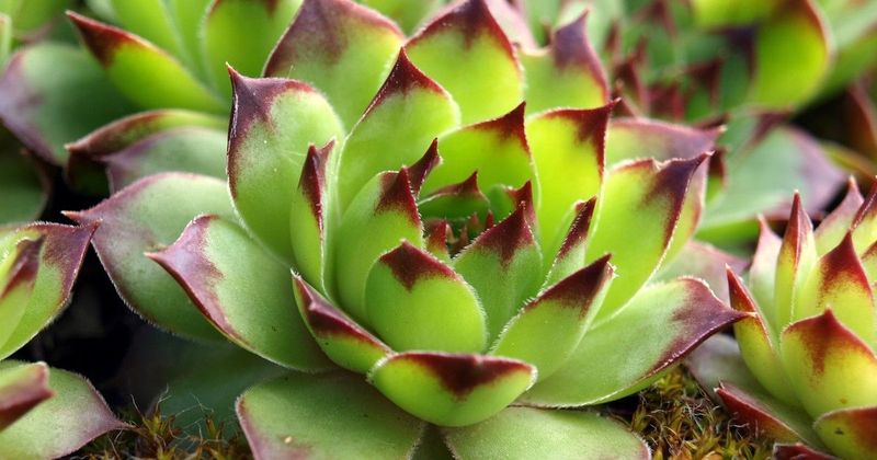 Kövirózsa: A titkos fegyver a negatív energiák ellen!