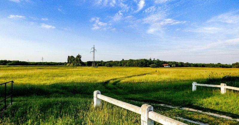 Az erdősítés nem mindig áldás, egyes területeken komoly gondokat okozhat