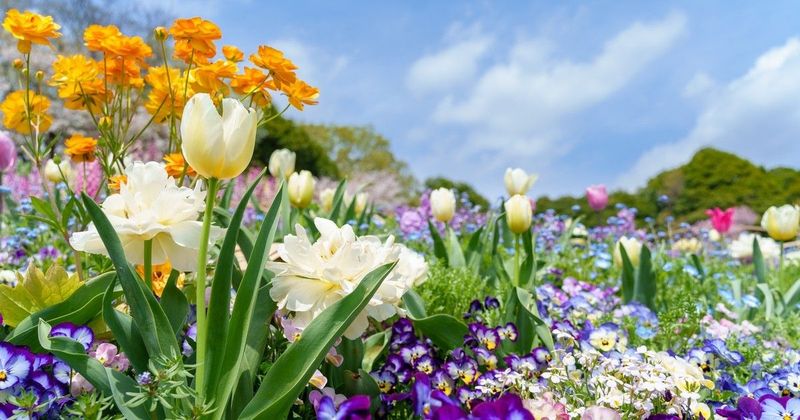 A kertről szóló álmok mögött rejlő vágyak, amelyek az életmódodra is hatással lehetnek