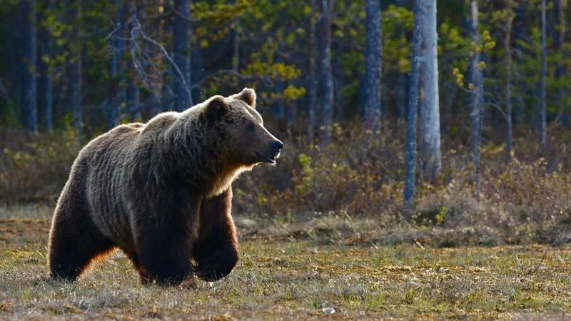 Turisták kalandja a medvével, a fotózás helyett kórház lett a vége