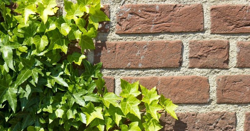 Borostyán: A kerted alattomos ellensége, amit nem is sejtettél!