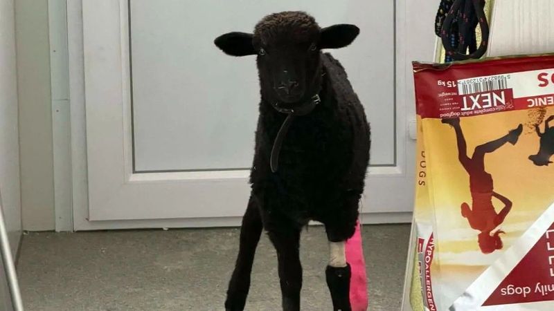 Fekete bárány okozott felfordulást Soroksáron, a mentés mindenkit meglepett