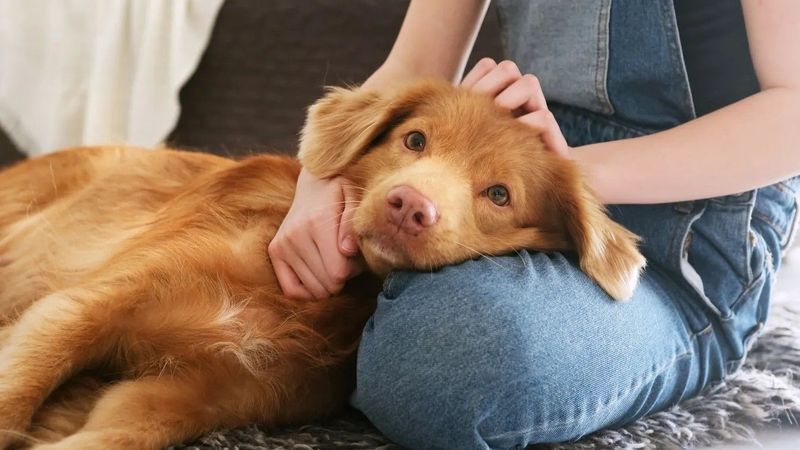 Hős kutya: így mentette meg gazdáját a halálos kórtól