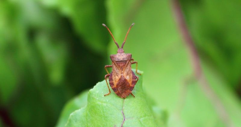 Egyre több kertben jelenik meg a kellemetlen szagú betolakodó, veszélyben a termés