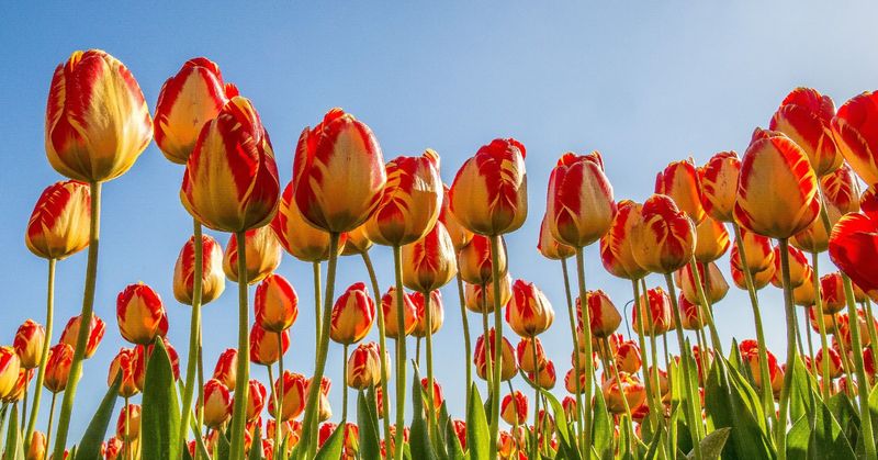 Virágözön Budapest közelében: 60 ezer tulipán várja a látogatókat!