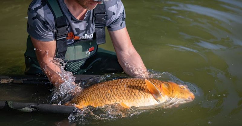 Óriási fogás a Balatonban, újabb horgászrekord van születőben