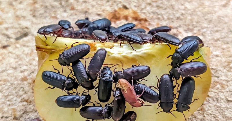 Apró bogár a konyhádban: ha most nem lépsz, heteken belül ellephet mindent