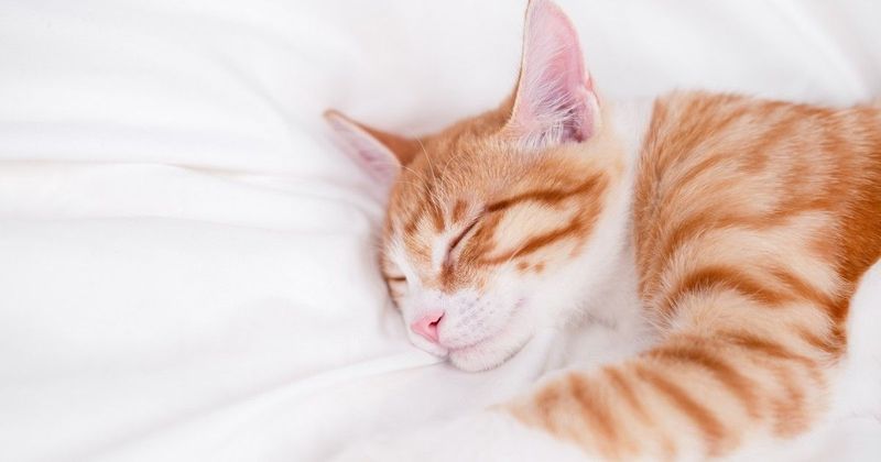 Sokan rosszul csinálják: így változik meg az életed, ha jól cseréled az ágyneműt