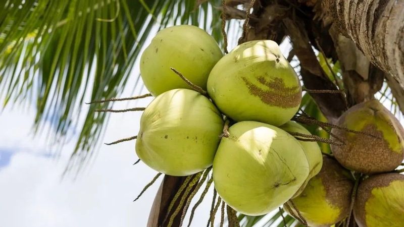 A kókuszdió meglepő veszélye: többen vesztik miatta életüket, mint a cápák miatt