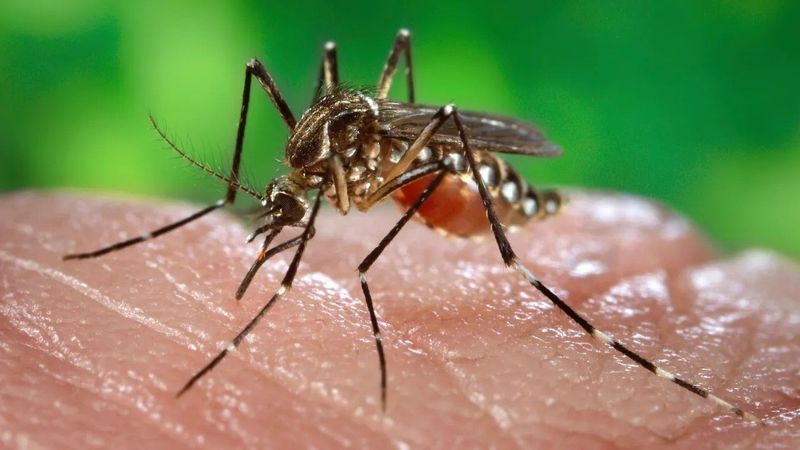 Győrben is egyre nagyobb a vérszívók veszélye, a lakosság összefogásán múlhat a védekezés sikere