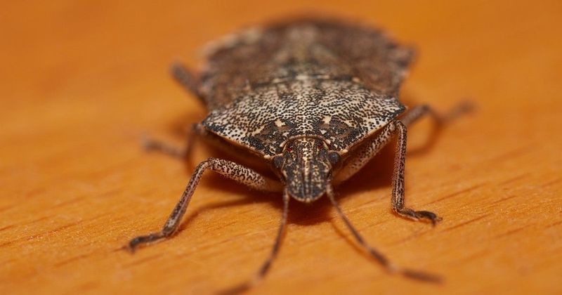 Poloskainvázió a lakásban? Így űzd el őket szagmentesen!