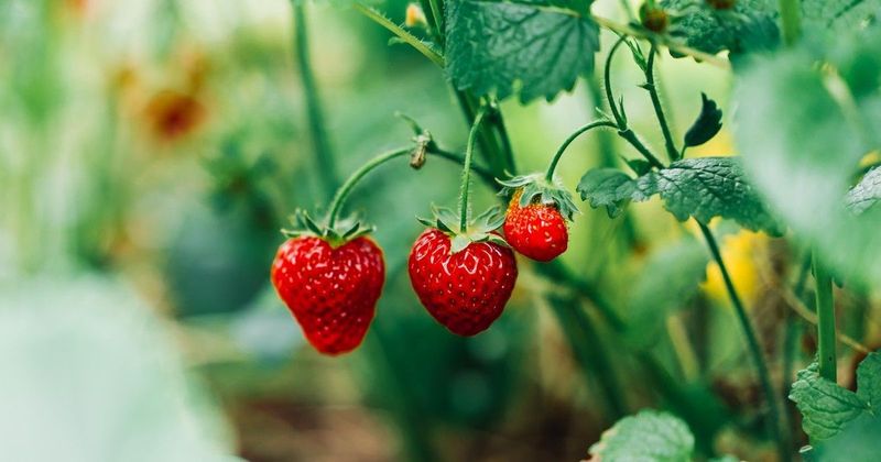 Az eperben rejtőző rovarok kérdése felkavarja az életmódvitákat, új módszerekkel jön a válasz