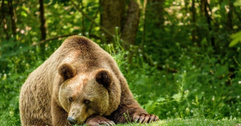 Medve jelent meg egy hazai településen, a lakók aggódnak a következmények miatt