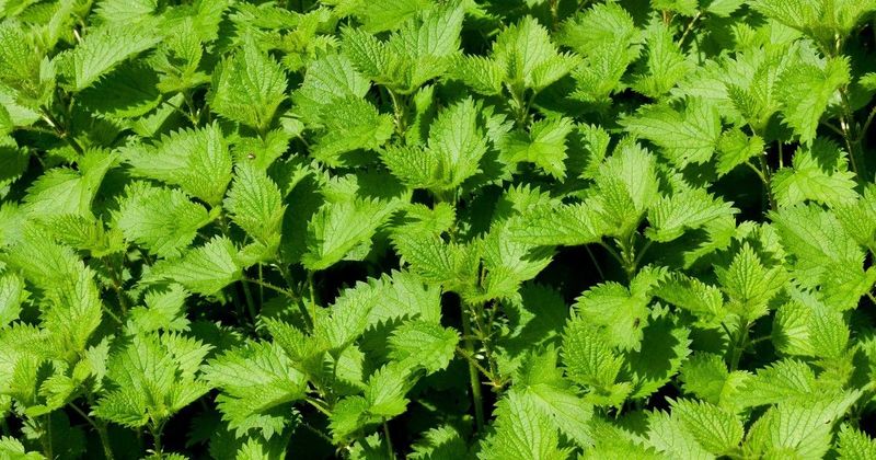 A csalán ereje a kertben, ettől lesz igazán egészséges a paradicsom