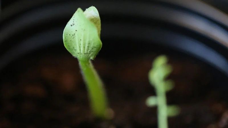 Új nézőpont az aszály ellen: a föld alatti élet kulcsszerepe az esőben