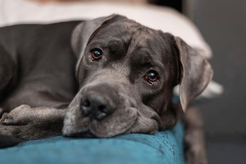 Szívszorító vallomás: Miért kell ott lenned kedvenced utolsó pillanatában?