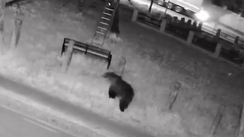 Medvék jelentek meg a városban, a lakók aggódnak a következő lépés miatt