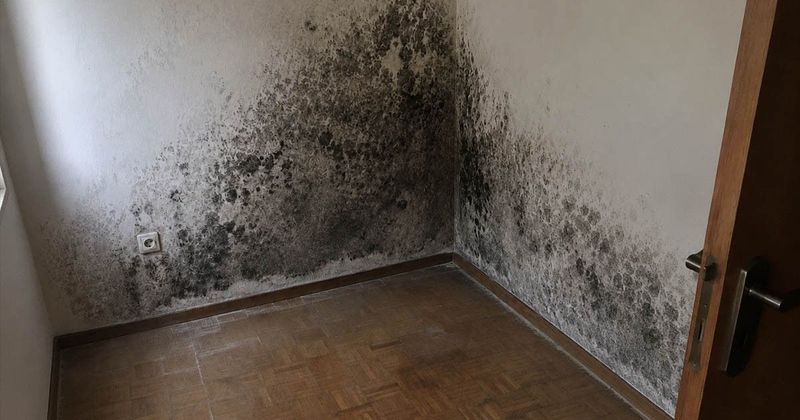 Egyszerű otthoni trükkel búcsúztam a penésztől – sokat spórolhattam volna, ha előbb rájövök