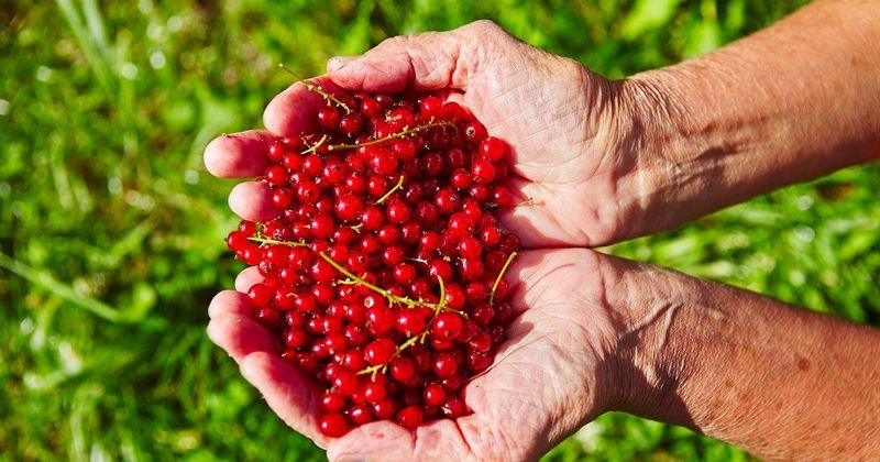 Fedezd fel a kertészek titkos fegyverét: így lesz ribizlid bőséges és kártevőmentes!