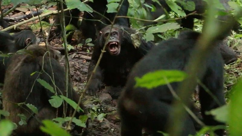 Váratlan fordulat a csimpánzok között, a dzsungel békéje végleg szertefoszlott