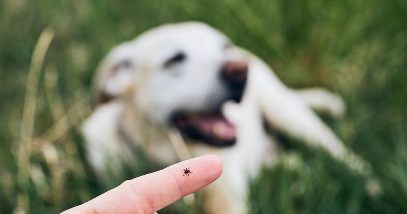 Szódabikarbóna a kullancs ellen: meglepő trükk, amit sokan nem ismernek