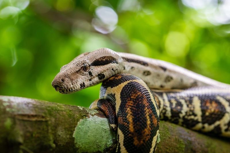 Pitonok titkos fegyvere: A vérükben rejlő fogyókúrás csoda!